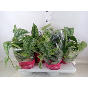 Scindapsus pictus 'Trebie'