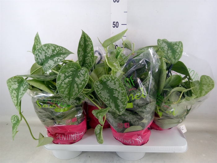 <h4>Scindapsus pictus 'Trebie'</h4>