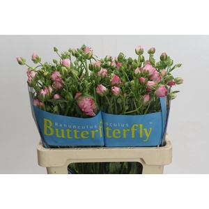 Ranunculus Butterfly Hera