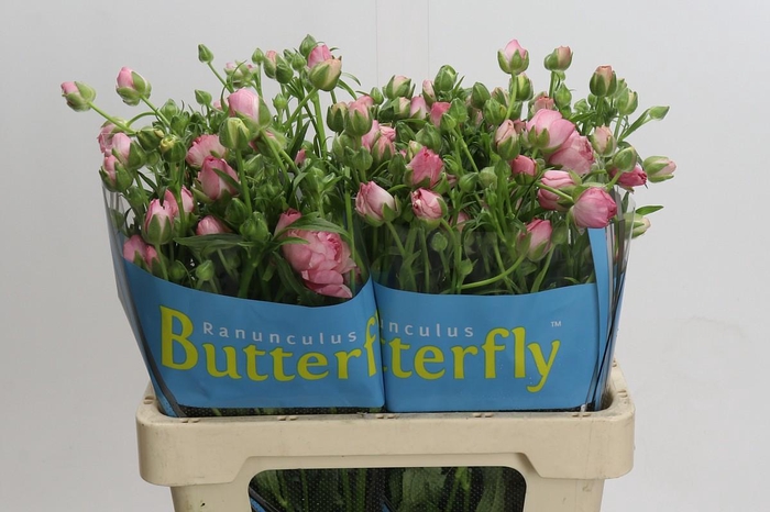 <h4>Ranunculus Butterfly Hera</h4>