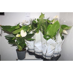 Anthu An Alaska 4-5+ P17