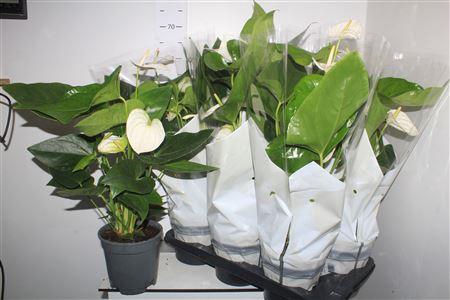 <h4>Anthu An Alaska 4-5+</h4>