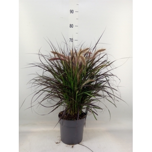 Pennisetum advena 'Tiny Tails'