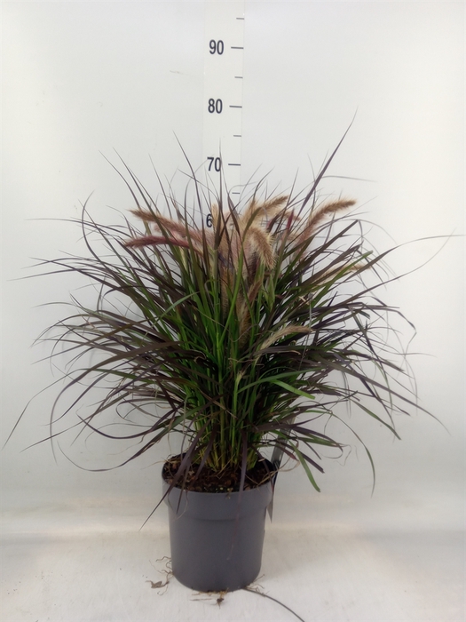 <h4>Pennisetum advena 'Tiny Tails'</h4>