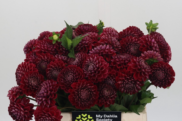<h4>Dahlia Cornel</h4>