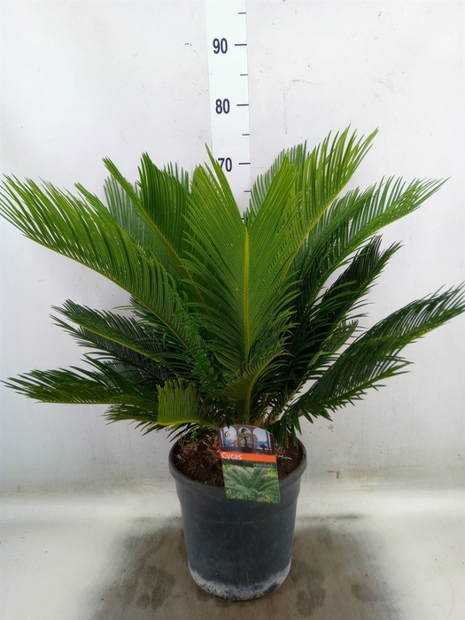 <h4>Cycas revoluta</h4>
