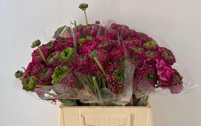 <h4>Ran Pon Malva Ex</h4>