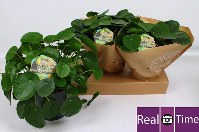 <h4>PILEA PEPEROMIOIDES</h4>