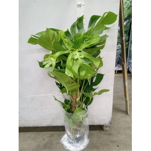 Monstera pertusum