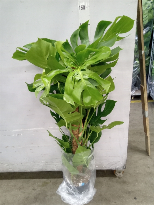<h4>Monstera pertusum</h4>