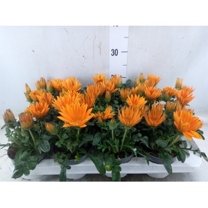 Gazania splen. 'Giant Deep Orange'