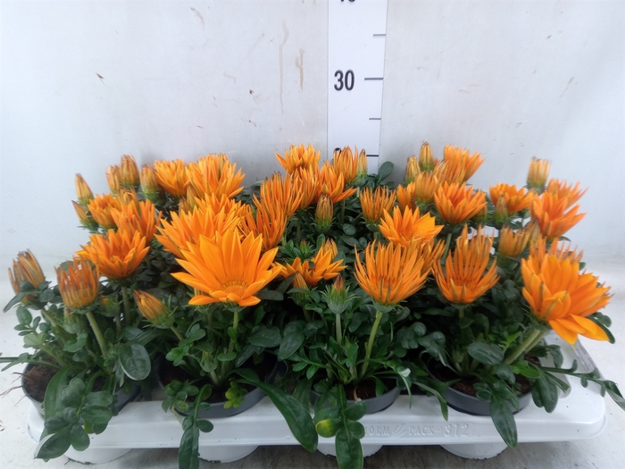 <h4>Gazania splen. 'Giant Deep Orange'</h4>