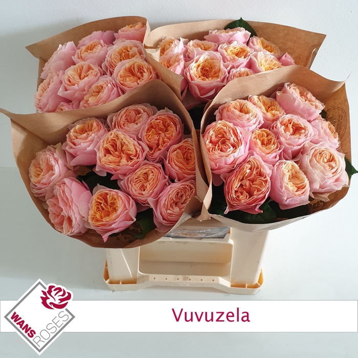 <h4>R GR VUVUZELA</h4>