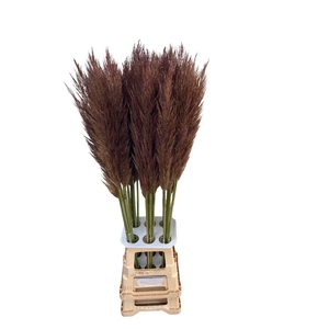 CORTA SELLOAN BROWN