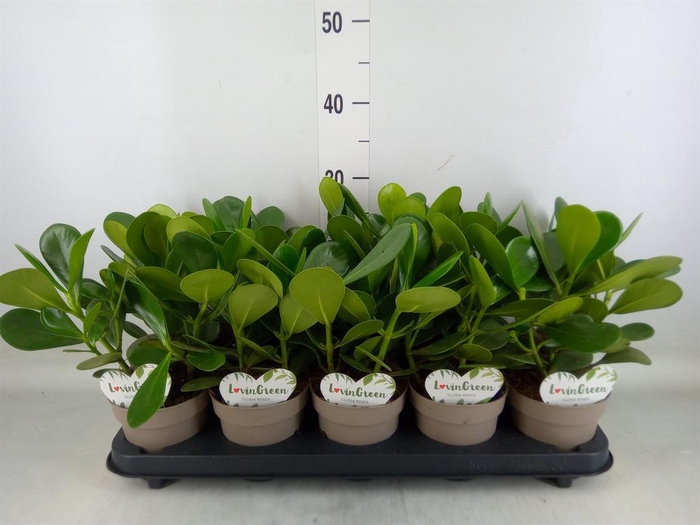 <h4>Clusia rosea</h4>