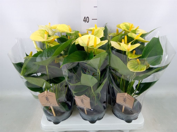 <h4>Anthurium andr. 'Vanilla'</h4>