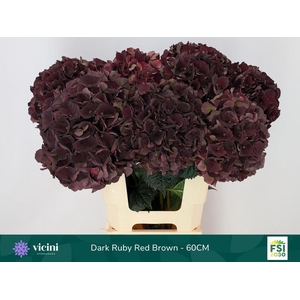 Hydrangea mag dark ruby classic