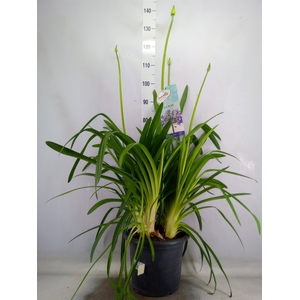 Agapanthus  'Big Blue'