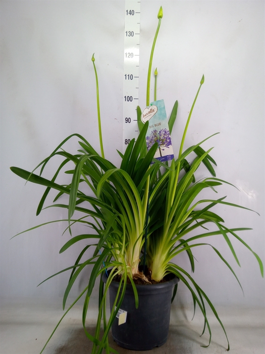 <h4>Agapanthus  'Big Blue'</h4>