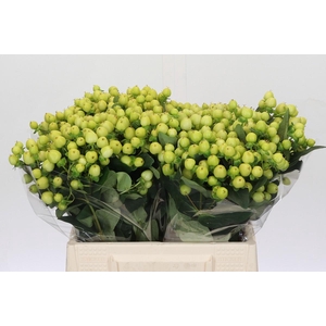 Hypericum Smiley Romance