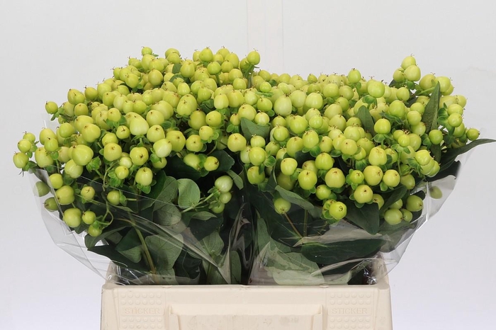 <h4>Hypericum Smiley Romance</h4>