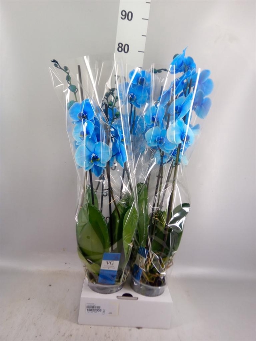 <h4>Phalaenopsis   ...</h4>