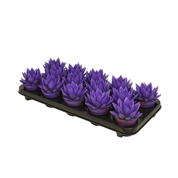 <h4>Echeveria coloured purple</h4>