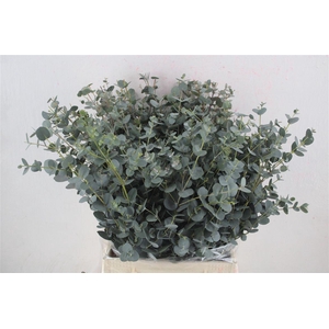 Euca Gunny Short 150gr P Bunch