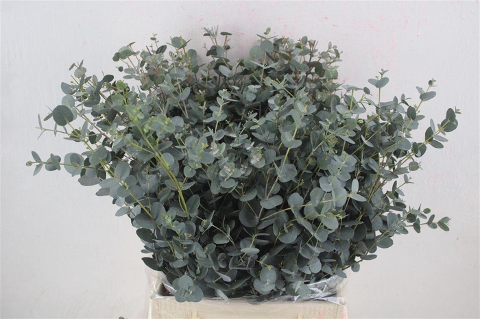 <h4>Euca Gunny Short 150gr P Bunch</h4>