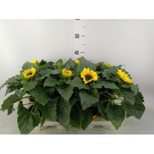 Helianthus an. 'Sunsation'