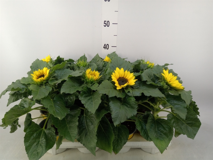 <h4>Helianthus an. 'Sunsation'</h4>