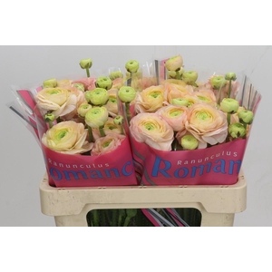 Ranunculus Romance Salerno