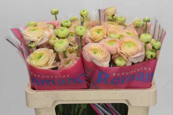 <h4>Ranunculus Romance Salerno</h4>