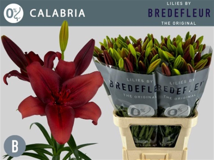 <h4>Li La Calabria</h4>