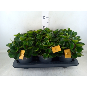 Peperomia obt. 'Burning Bush'