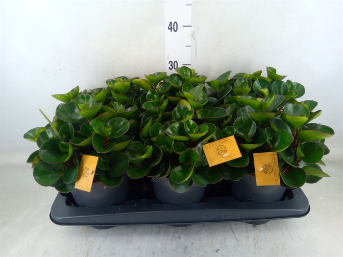 <h4>Peperomia obt. 'Burning Bush'</h4>