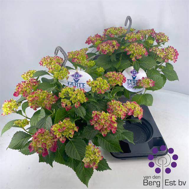 <h4>.Hydrangea macrophylla table-tensia</h4>