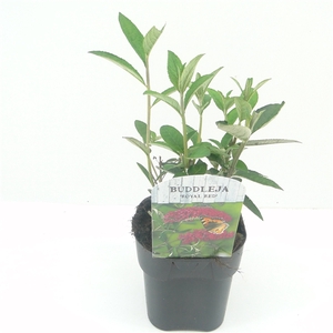 Buddleja dav. Royal Red C2