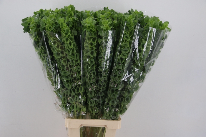 <h4>MOLUCCELLA LAEVIS</h4>