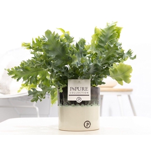 Phlebo Davana Keramiek Illusion