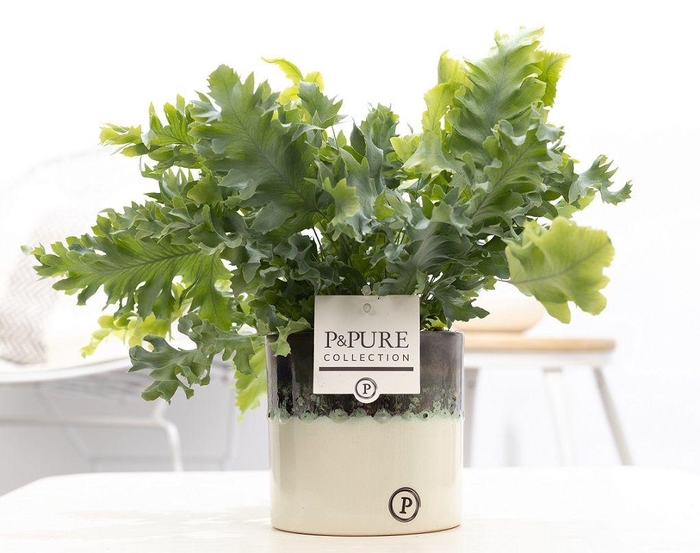 <h4>Phlebodium Davana in P&PURE Illusion cer. perfectly imperfectab</h4>