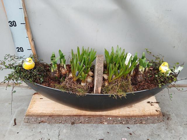 <h4>ARR BOL KNOLGEWAS</h4>