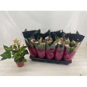 ANTHU NANO PINK