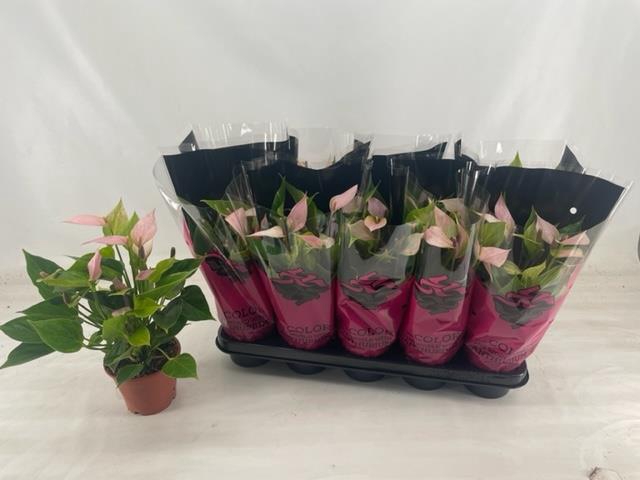 ANTHU NANO PINK