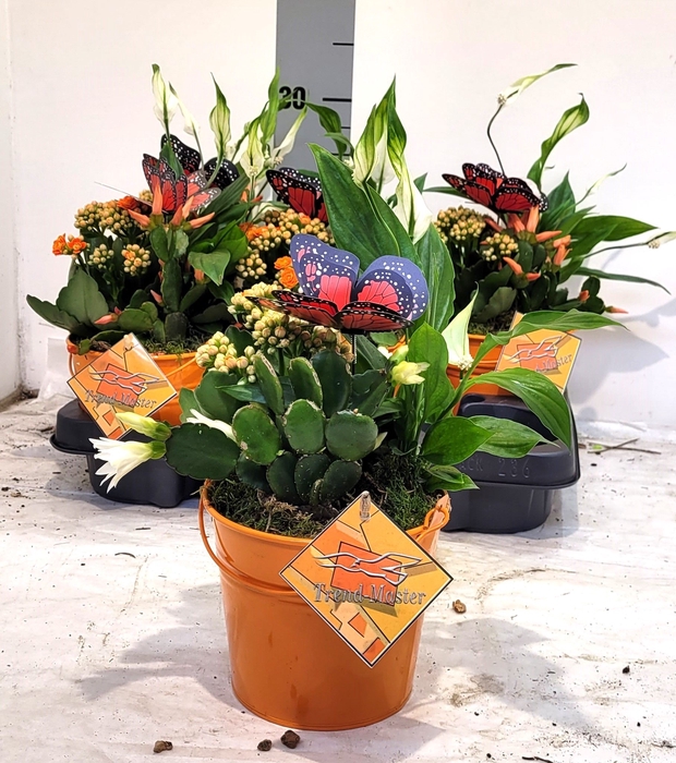 <h4>ARR KALANCHOE</h4>