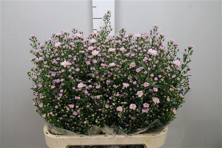 <h4>Aster univ. 'Claudia'</h4>