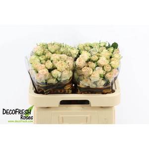 Rosa tros Gentle Trendsetter
