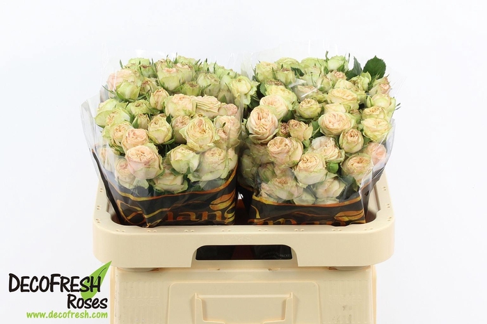 <h4>Rosa tros Gentle Trendsetter</h4>
