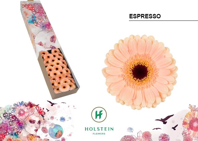 <h4>GE MI ESPRESSO</h4>