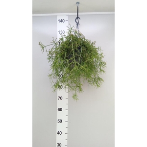 Rhipsalis   ...
